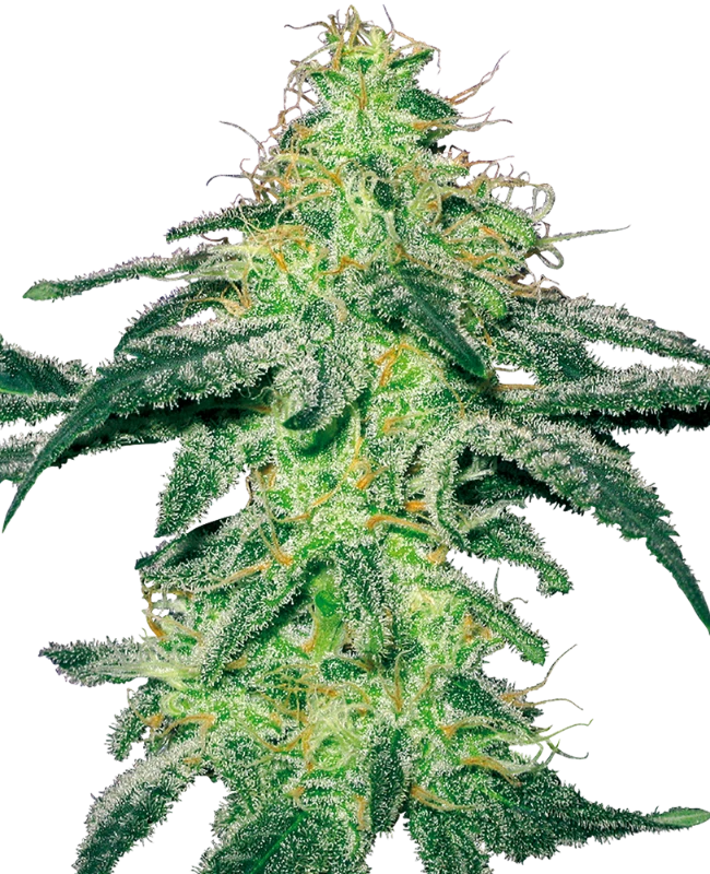 White Skunk Regular (White Label) – Pflanze