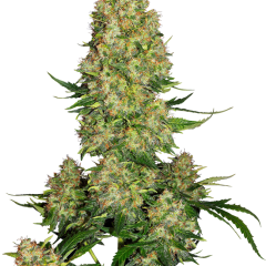 Skunk #1 Automatic (Sensi Seeds) – Herstellerbild
