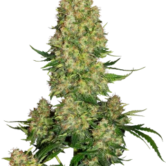 Skunk #1 Automatic (Sensi Seeds) – Pflanze