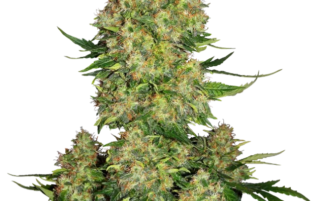 Skunk #1 Automatic (Sensi Seeds) – Pflanze