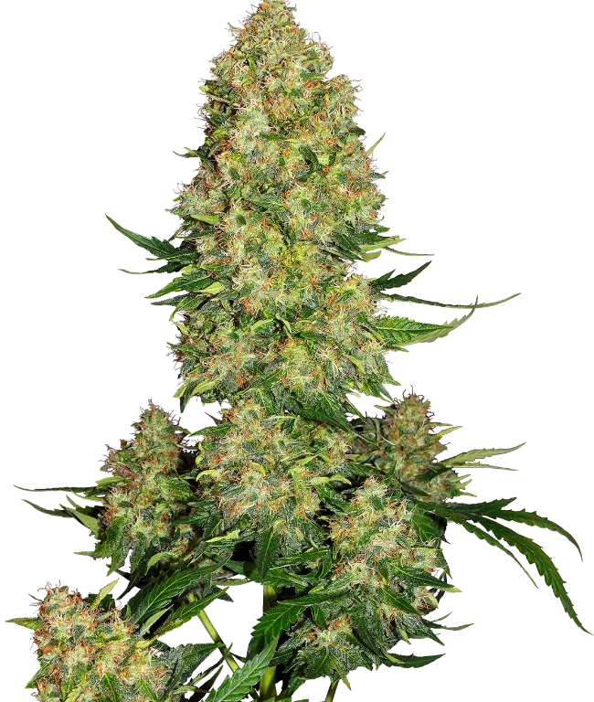 Skunk #1 Automatic (Sensi Seeds) – Pflanze