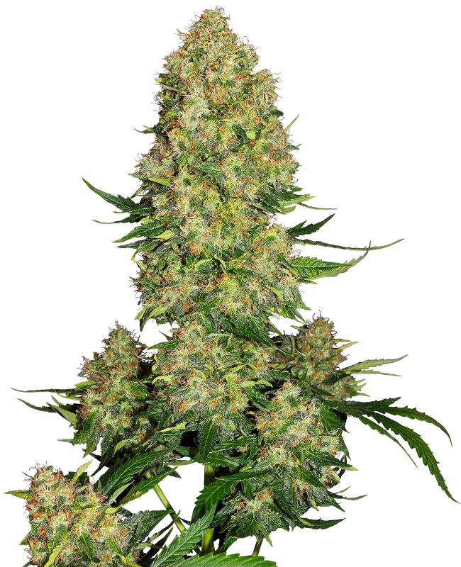 Skunk #1 Automatic (Sensi Seeds) – Pflanze