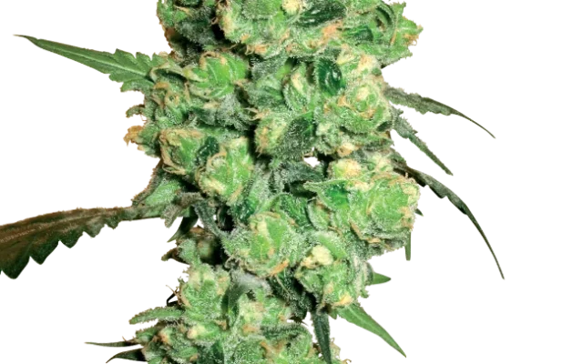 Super Skunk Feminized (White Label) – Pflanze