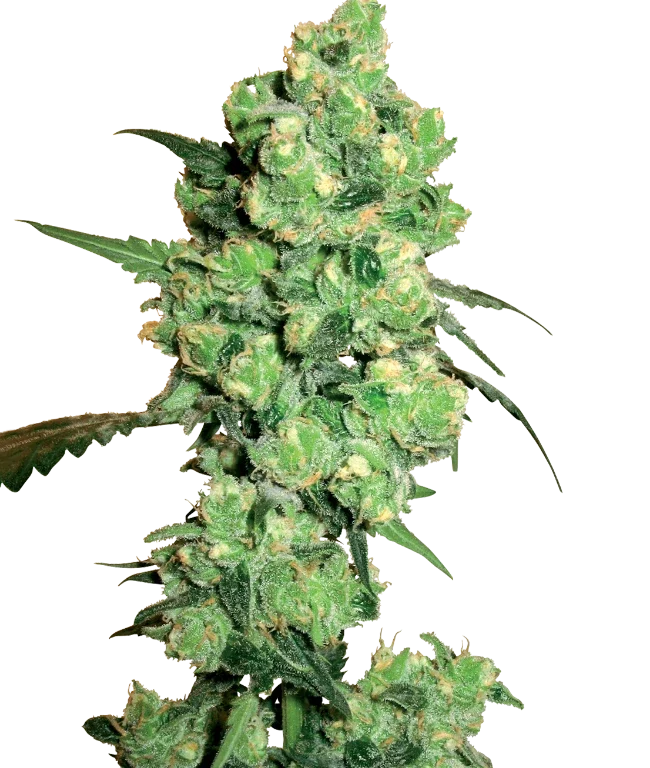 Super Skunk Feminized (White Label) – Pflanze