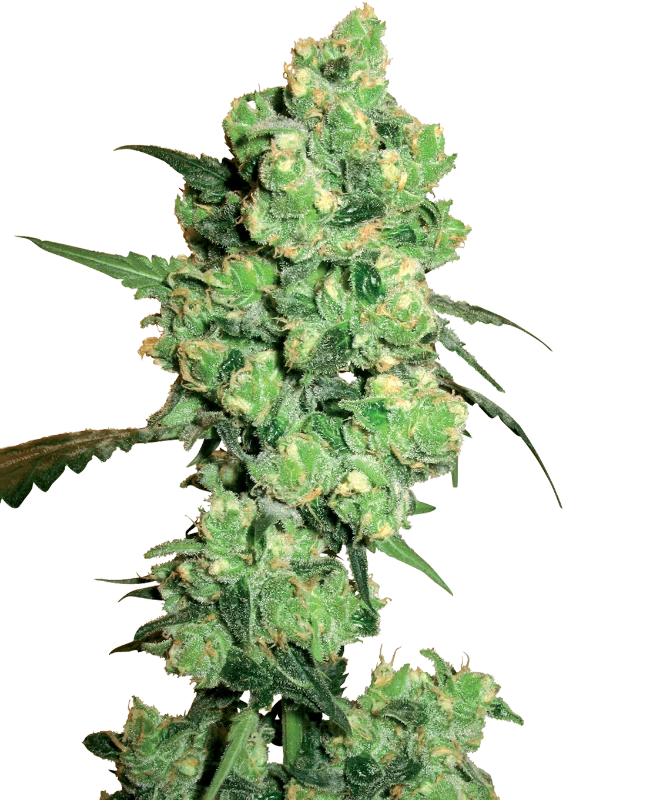 Super Skunk Feminized (White Label) – Pflanze