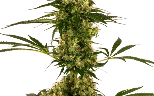 Blue Bullet Automatische (Sensi Seeds) – Pflanze