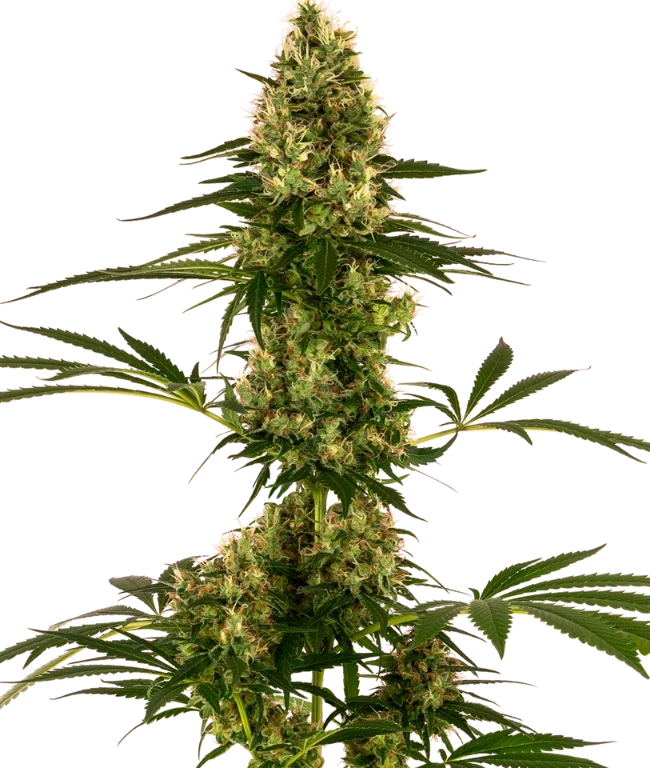 Blue Bullet Automatische (Sensi Seeds) – Pflanze