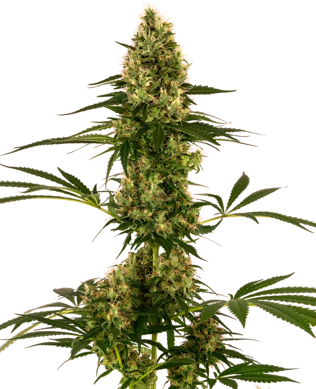 Blue Bullet Automatische (Sensi Seeds) – Pflanze