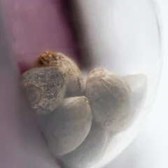 California Indica Feminized (Sensi Seeds) – Samen und Produktdetail