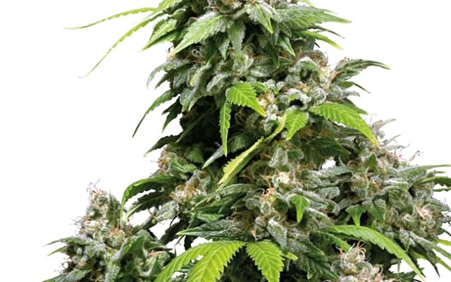 California Indica Feminized (Sensi Seeds) – Pflanze
