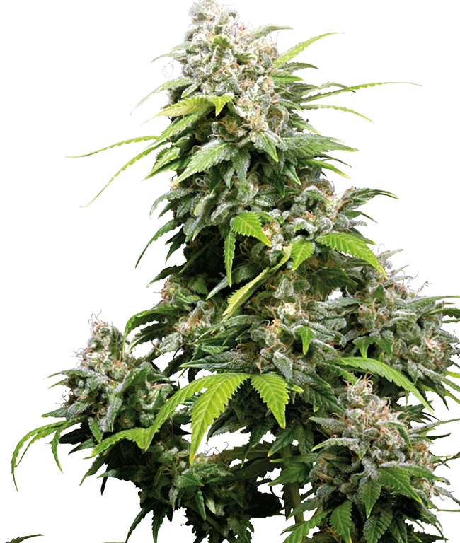 California Indica Feminized (Sensi Seeds) – Pflanze