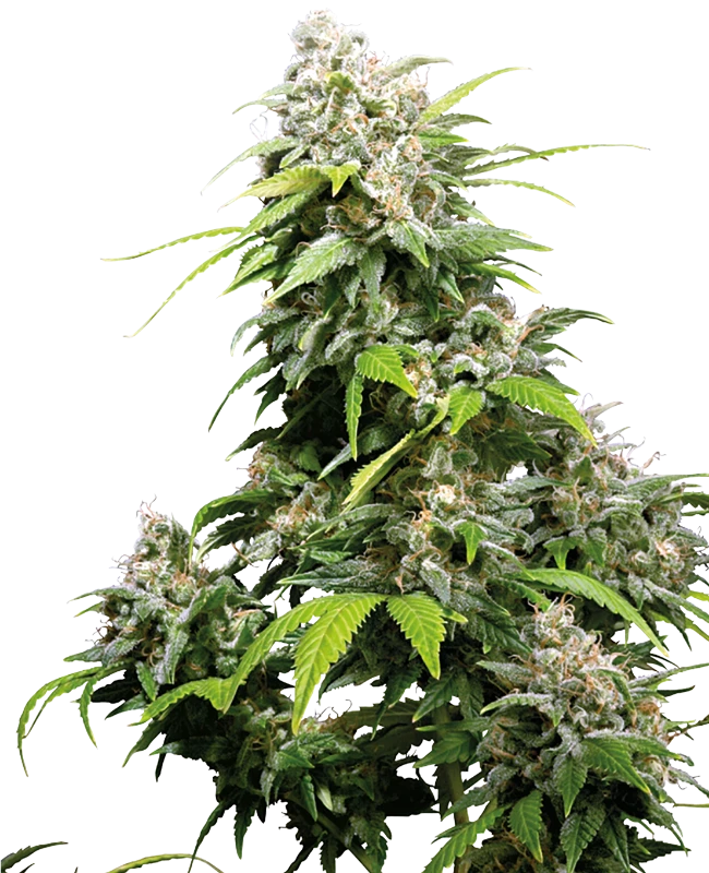 California Indica Feminized (Sensi Seeds) – Pflanze