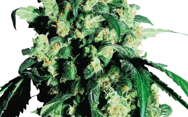 Super Skunk Feminized (Sensi Seeds) – Pflanze