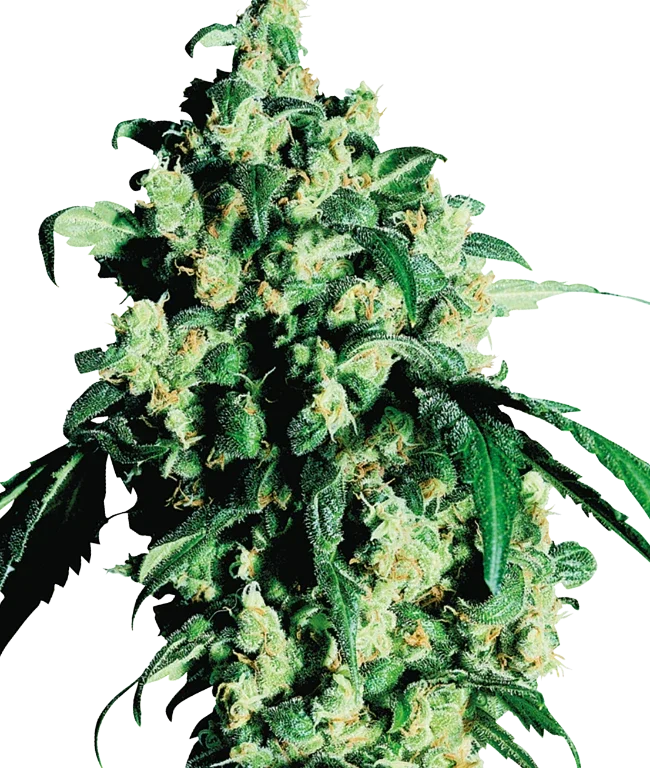 Super Skunk Feminized (Sensi Seeds) – Pflanze