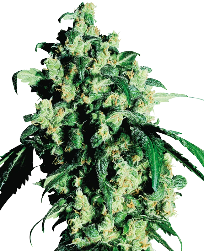 Super Skunk Feminized (Sensi Seeds) – Pflanze