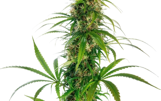 Michka® Hanfsamen Feminisiert (Sensi Seeds) – Pflanze