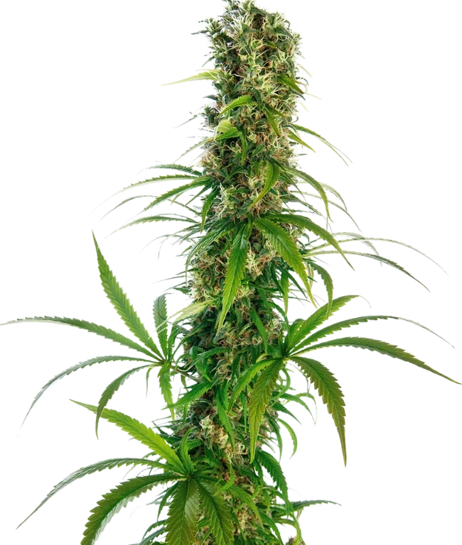 Michka® Hanfsamen Feminisiert (Sensi Seeds) – Pflanze