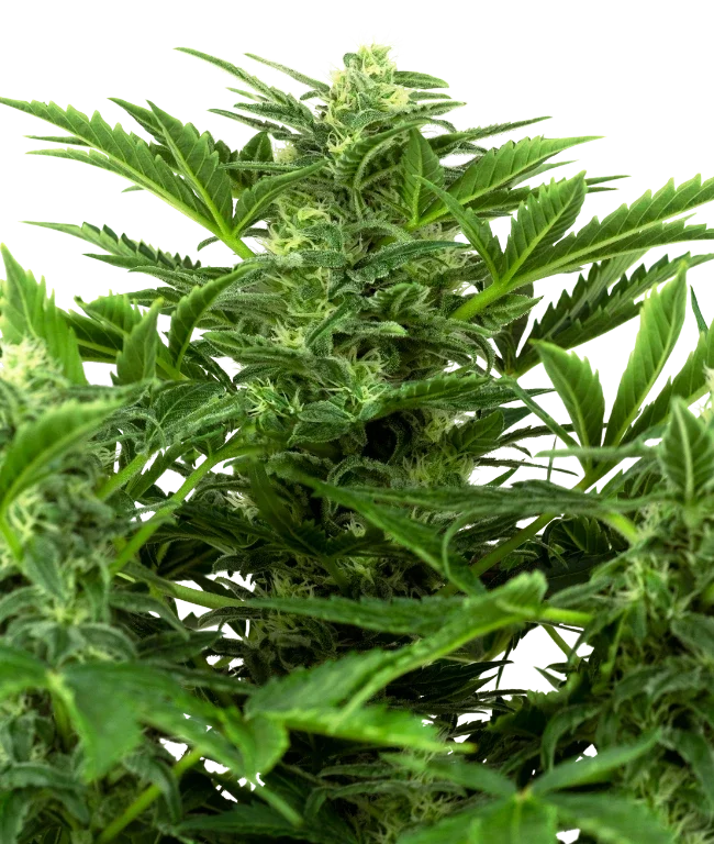 Mandarin Punch Automatic (Research) – Pflanze
