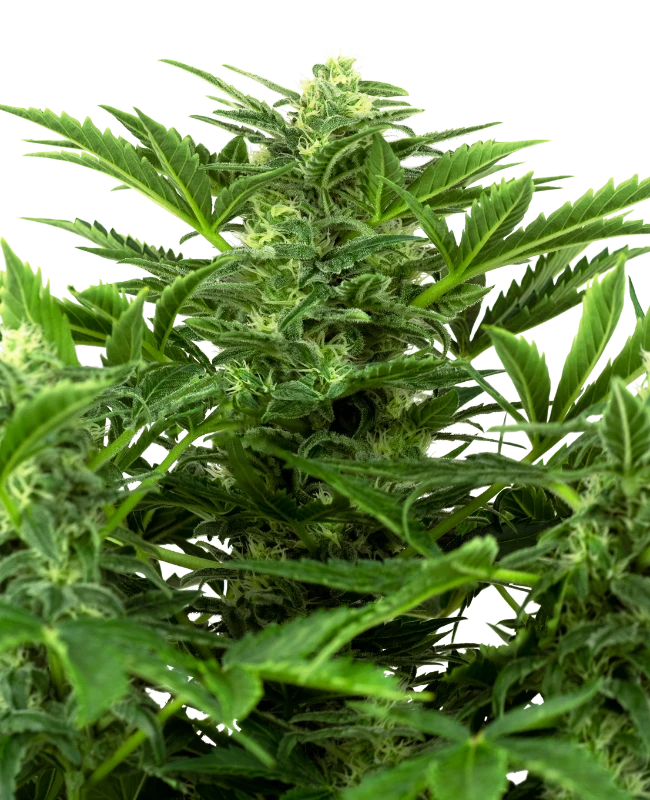 Mandarin Punch Automatic (Research) – Pflanze