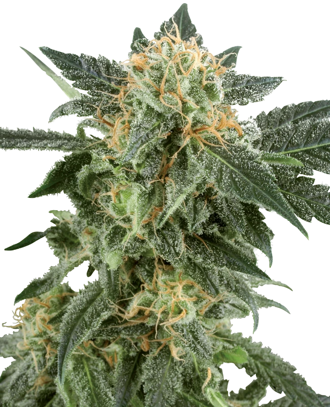 Snow Ryder Automatic (White Label) – Pflanze