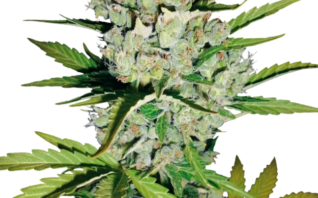 Super Skunk Automatic (White Label) – Pflanze