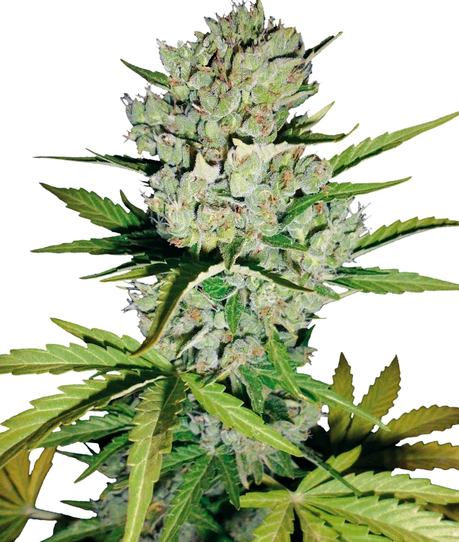 Super Skunk Automatic (White Label) – Pflanze
