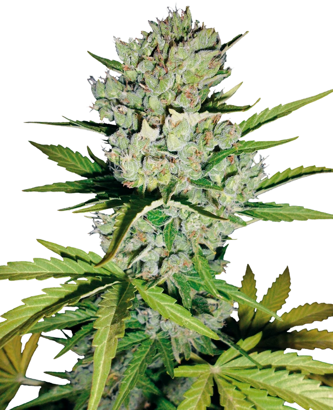 Super Skunk Automatic (White Label) – Pflanze