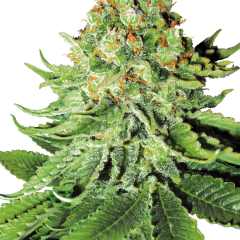 Northern Lights Automatic (White Label) – Herstellerbild