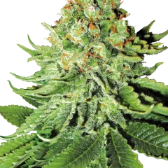 Northern Lights Automatic (White Label) – Pflanze