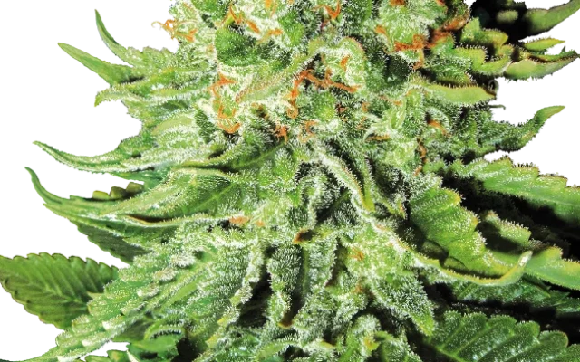 Northern Lights Automatic (White Label) – Pflanze