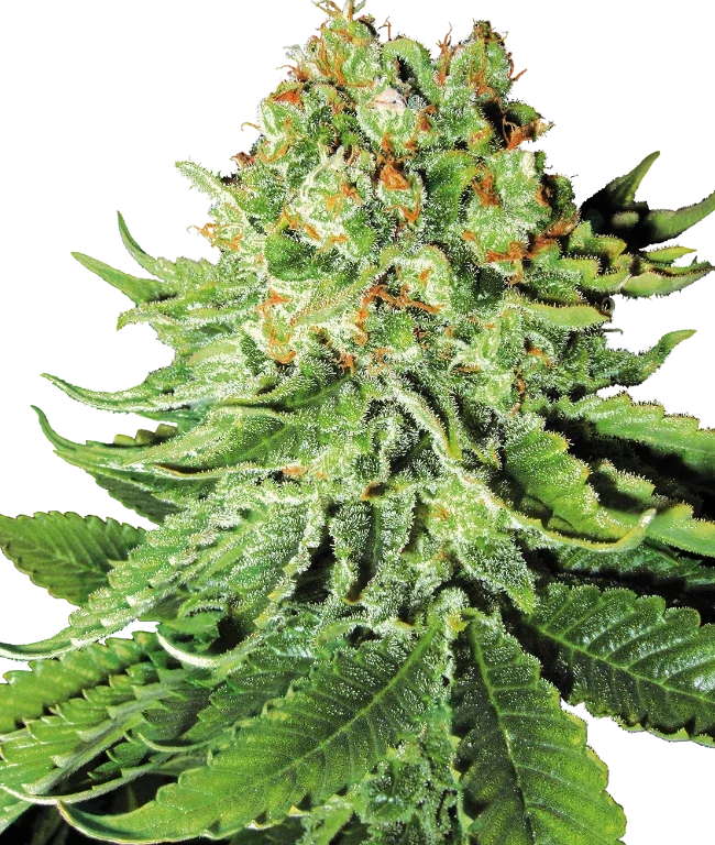 Northern Lights Automatic (White Label) – Pflanze