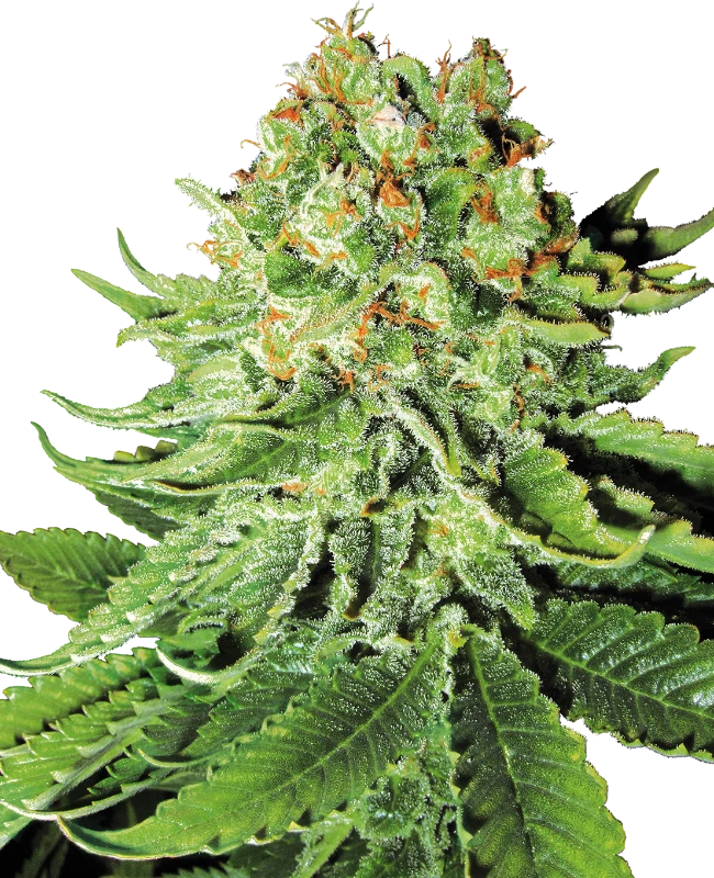 Northern Lights Automatic (White Label) – Pflanze