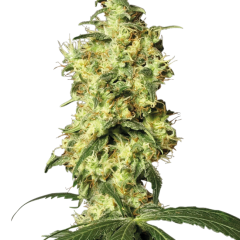 White Widow Automatic (White Label) – Herstellerbild