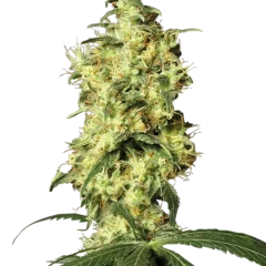 White Widow Automatic (White Label) – Pflanze