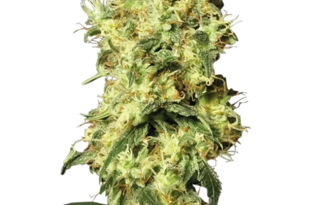 White Widow Automatic (White Label) – Pflanze