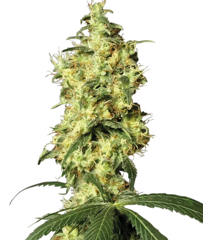White Widow Automatic (White Label) – Pflanze