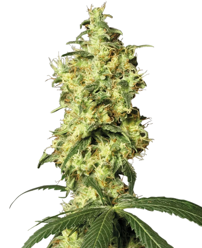 White Widow Automatic (White Label) – Pflanze