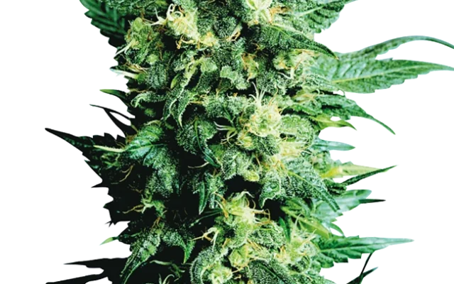 Shiva Shanti II Regular (Sensi Seeds) – Pflanze