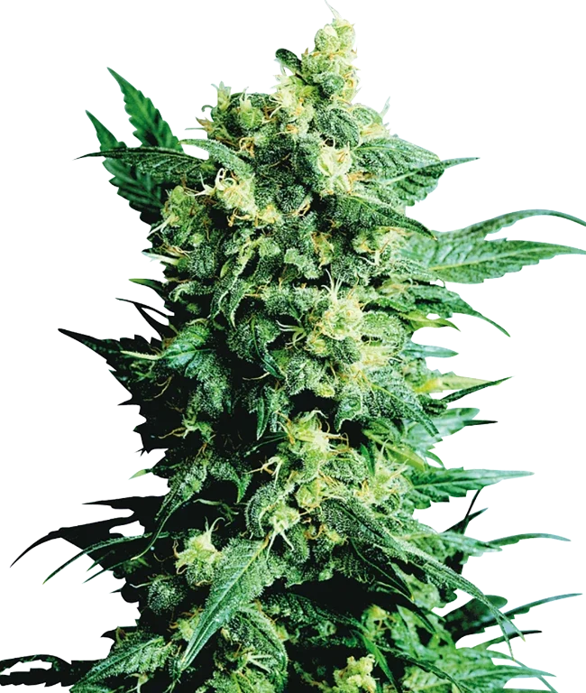 Shiva Shanti II Regular (Sensi Seeds) – Pflanze