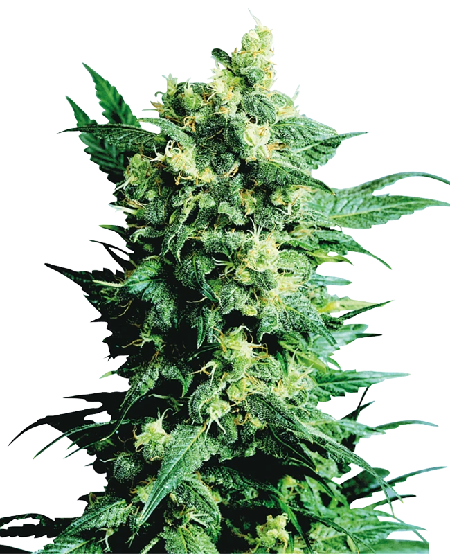 Shiva Shanti II Regular (Sensi Seeds) – Pflanze