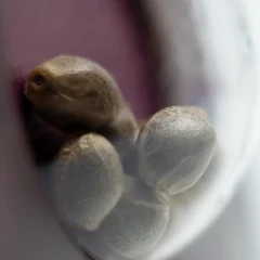 Early Skunk Feminized (Sensi Seeds) – Samen und Produktdetail