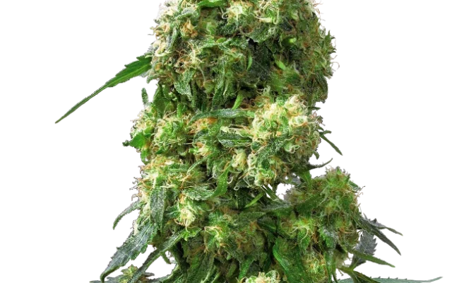 Early Skunk Feminized (Sensi Seeds) – Pflanze