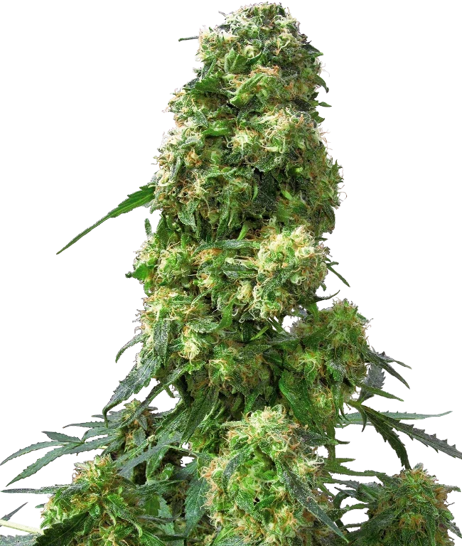 Early Skunk Feminized (Sensi Seeds) – Pflanze