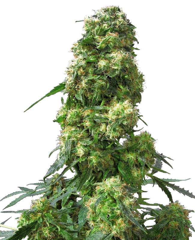 Early Skunk Feminized (Sensi Seeds) – Pflanze