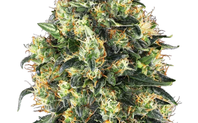 Super Skunk Automatic (Sensi Seeds) – Pflanze