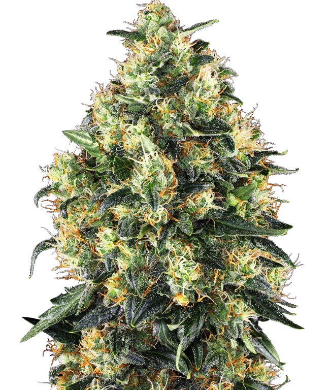 Super Skunk Automatic (Sensi Seeds) – Pflanze