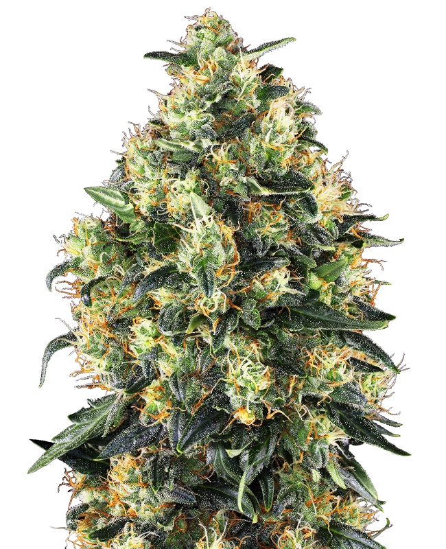 Super Skunk Automatic (Sensi Seeds) – Pflanze
