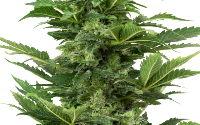 Afghan Pearl CBD Automatic (Research) – Pflanze