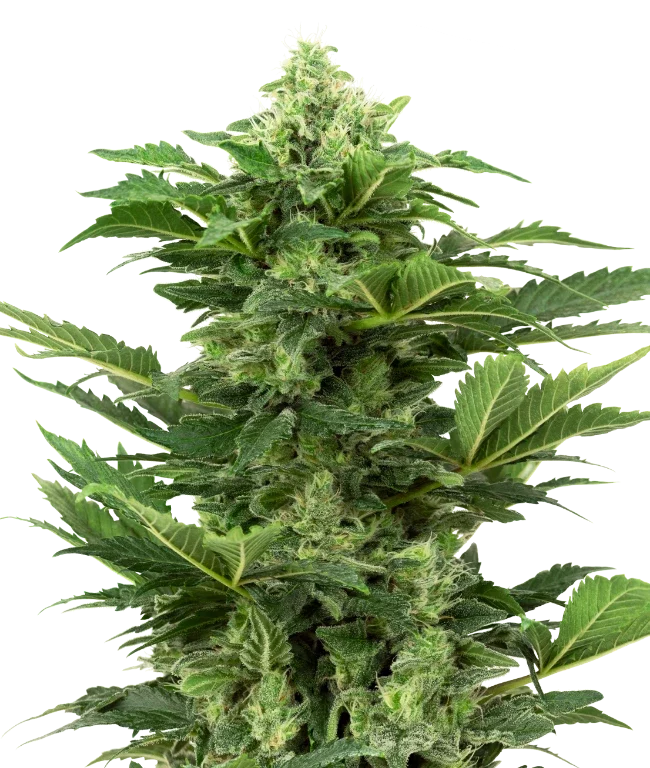 Afghan Pearl CBD Automatic (Research) – Pflanze