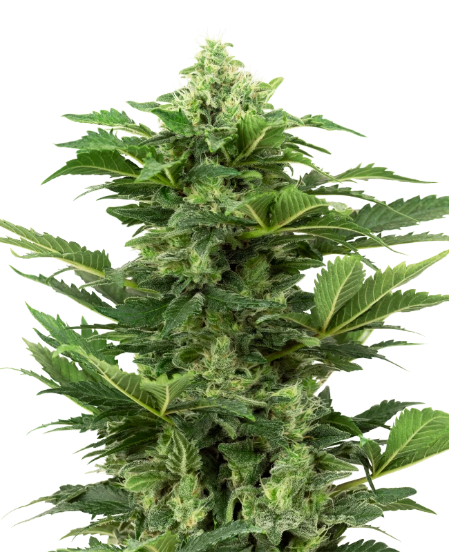 Afghan Pearl CBD Automatic (Research) – Pflanze